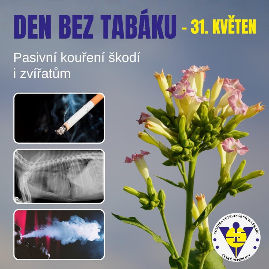2026-05-31-tabak-464.jpg